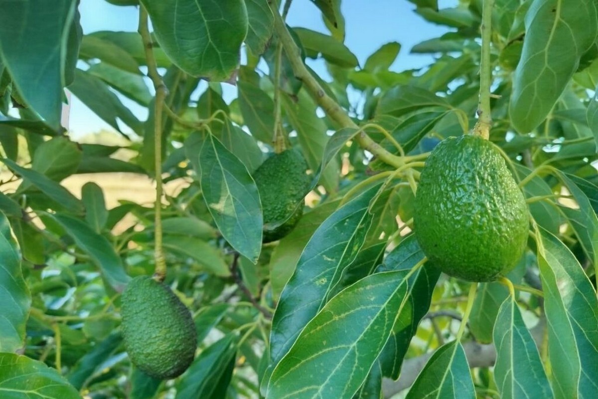 Nog te vroeg voor Lamb Hass avocado-oogst in Valencia