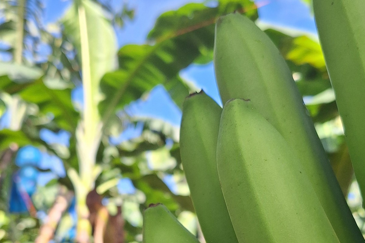 Internationale bananensector buigt zich over grote uitdagingen in Mexico