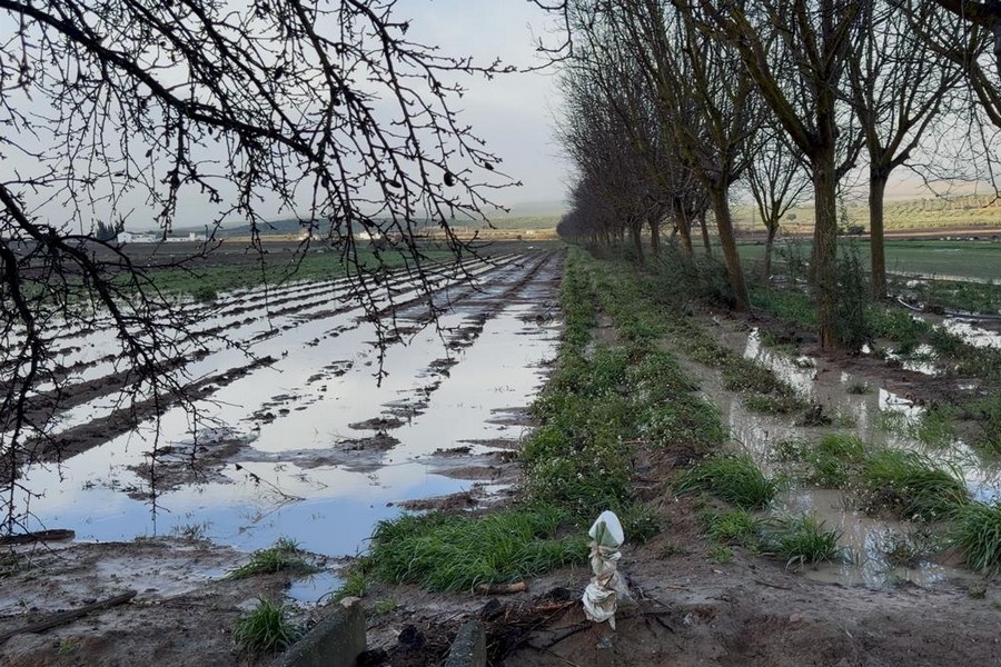 Een derde van groene aspergeoogst verloren in Spanje door overstromingen