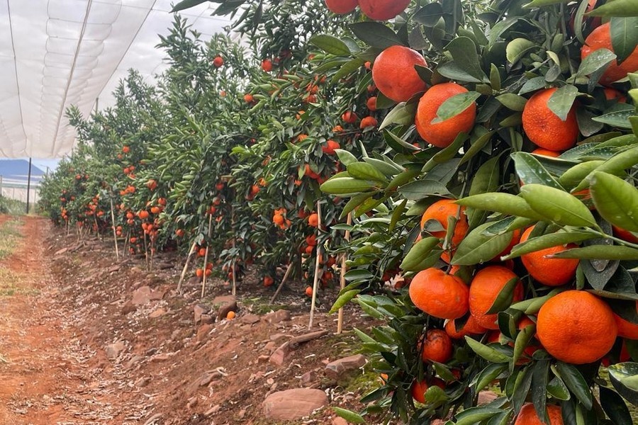 Onzekerheid over impact slecht weer op Spaanse mandarijnen