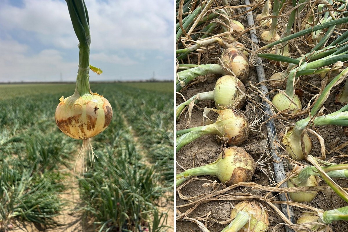 Internationaal overaanbod zet prijzen Peruaanse ui onder druk