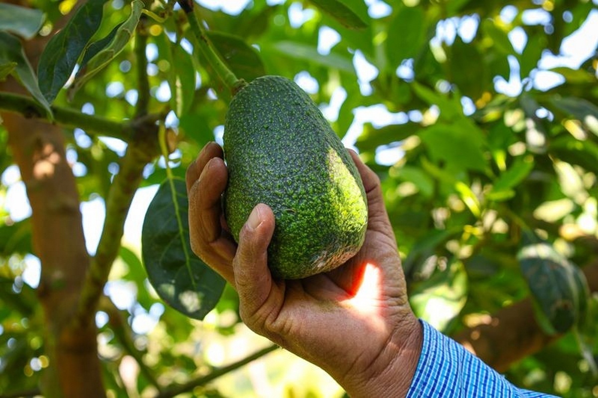 Mexico betrekt kleine telers bij internationale avocadohandel