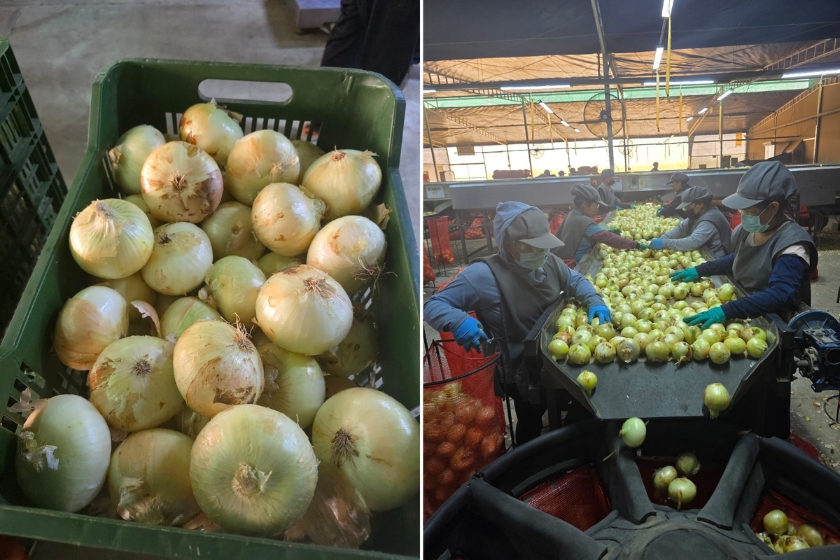 Export Peru blijft rond 15.000 ton ondanks moeilijke start