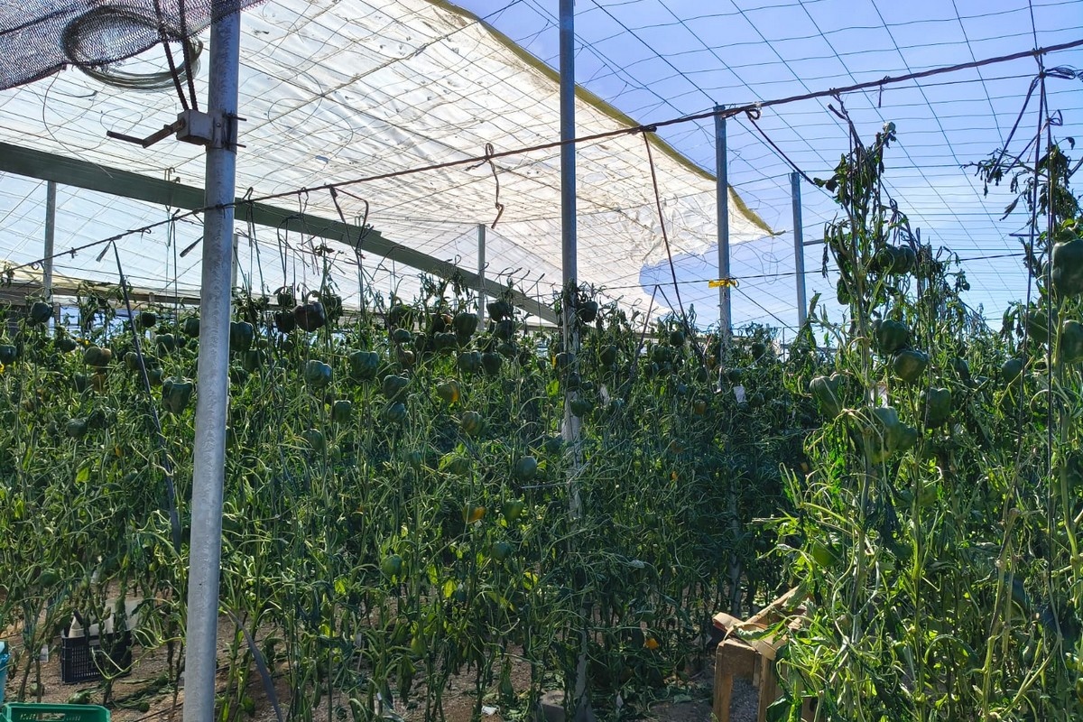 Meer dan 200 hectare kassen getroffen door extreem weer in Almería
