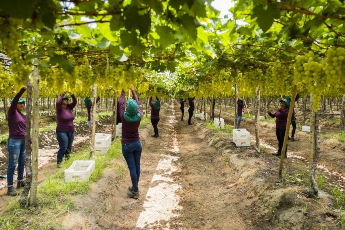 Braziliaanse druivenexport 2025: "Het moeilijkste jaar ooit"