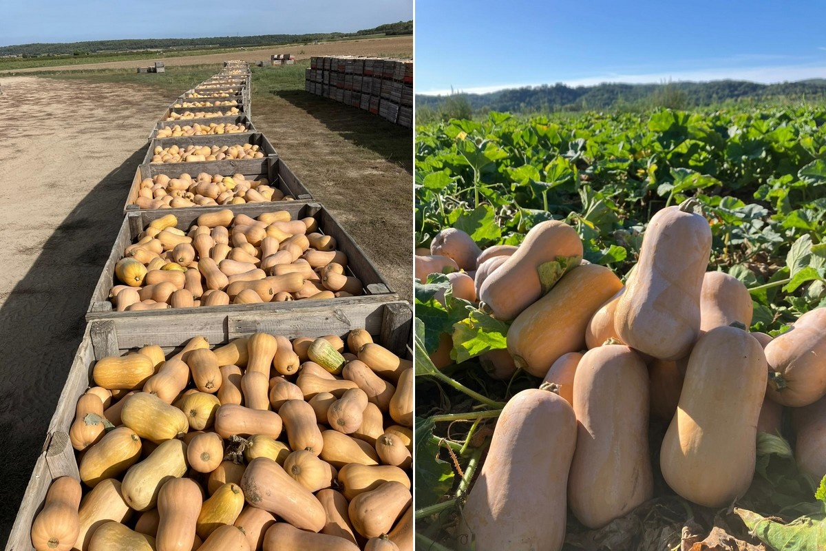 "Ons doel is om twaalf maanden per jaar Spaanse en Portugese pompoenen te leveren"