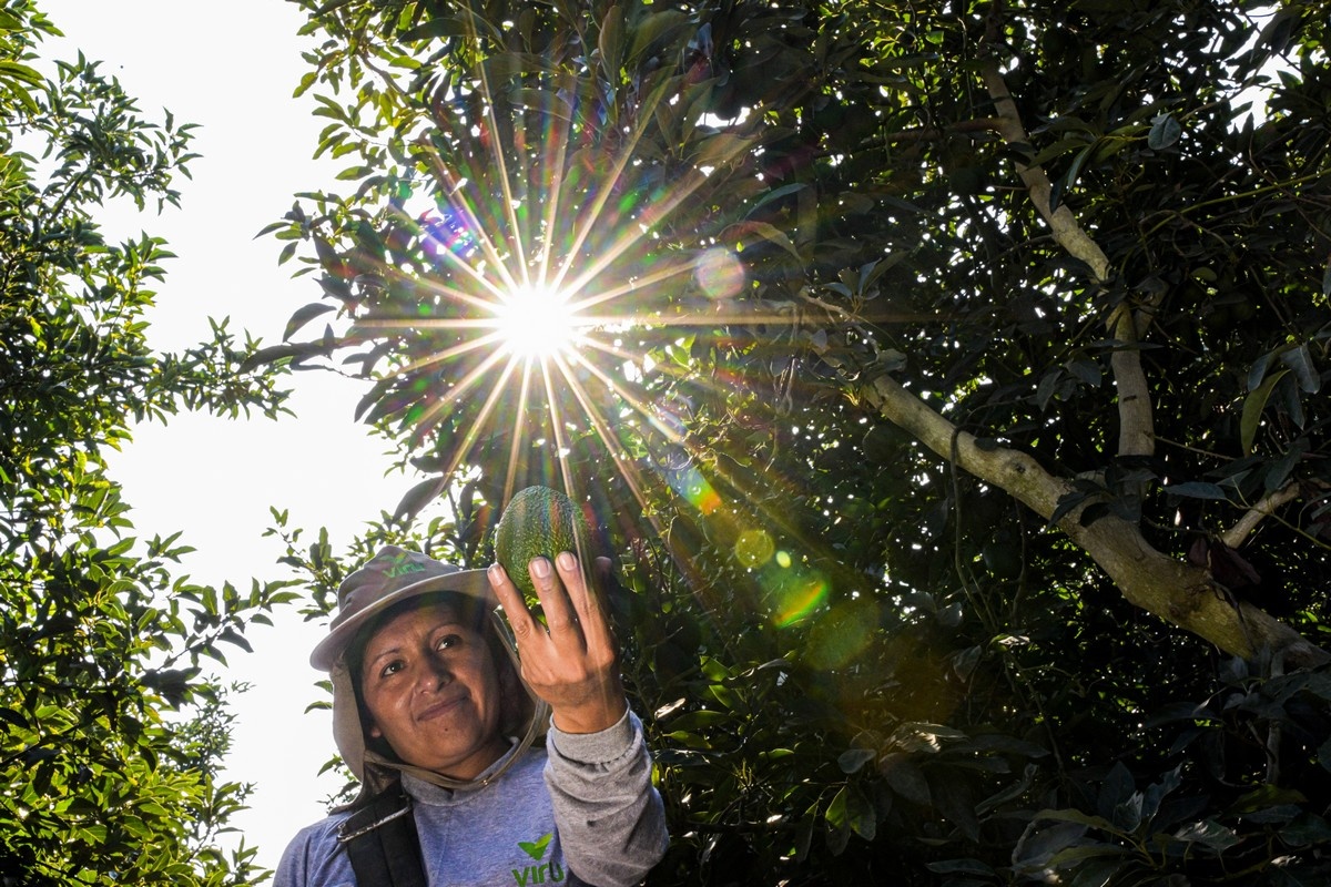 "Peru gaat een lege avocadomarkt betreden, en dat is goed"