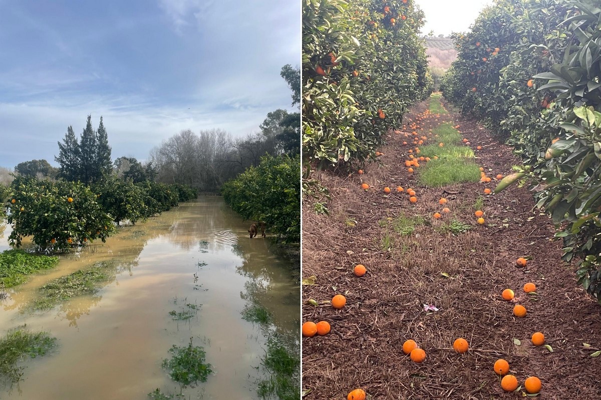 Zon terug in Andalusië, maar citrussector blijft op zijn hoede