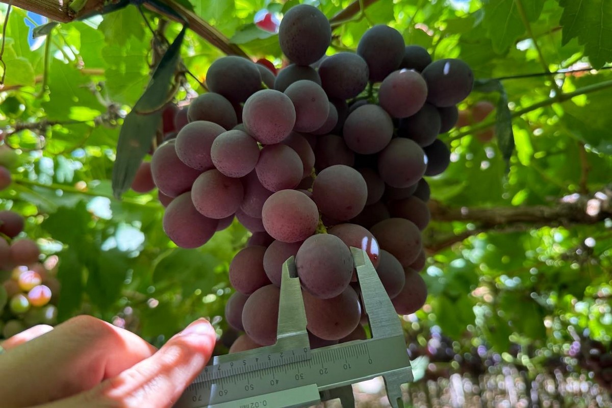 Red Globe houdt stand in Chileense exportmix, ondanks opmars pitloze druiven