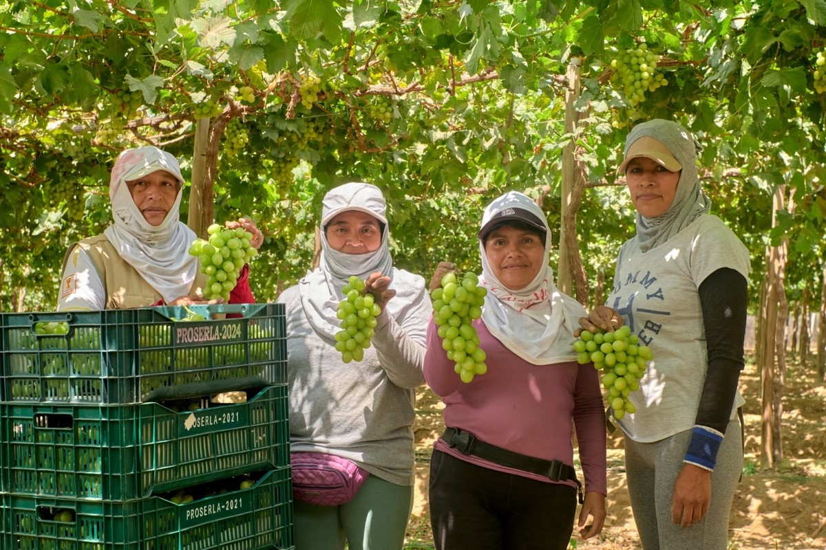 Peruaans druivenseizoen eindigt rustig, avocado start veelbelovend