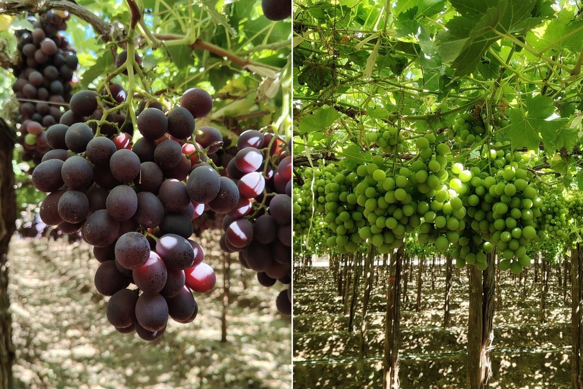 "We weten nu dat er tot januari Italiaanse druiven kunnen liggen, die flink concurreren met Peru"