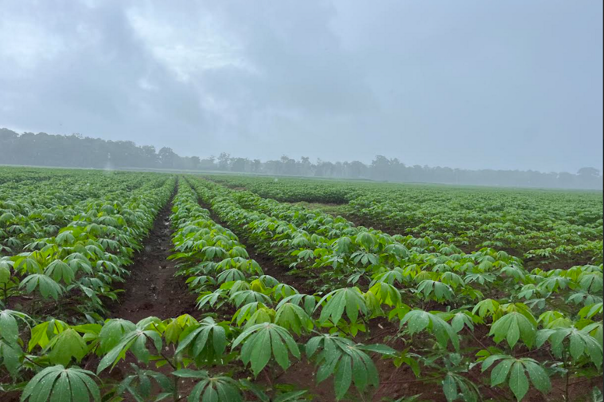 Na lastig jaar stabielere prijzen verwacht voor Costa Ricaanse cassave