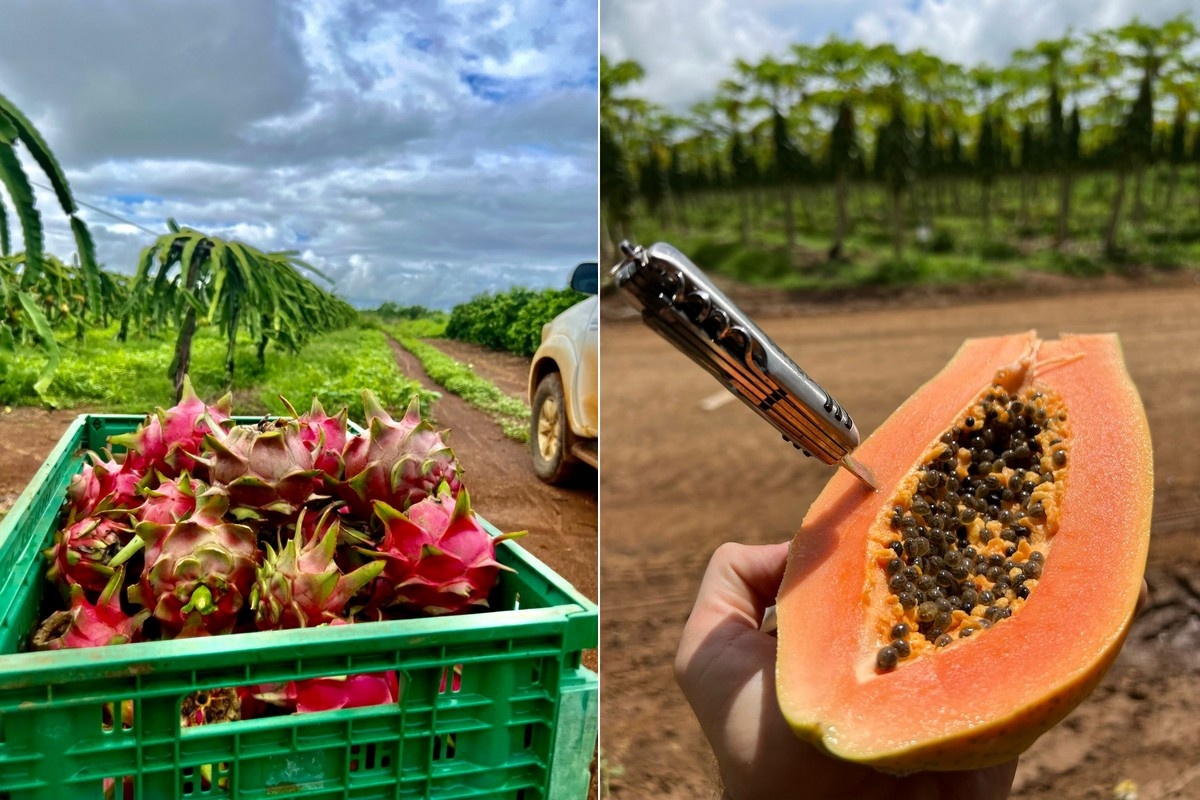 Braziliaanse papaja en dragonfruit via Lissabon naar Europese markt