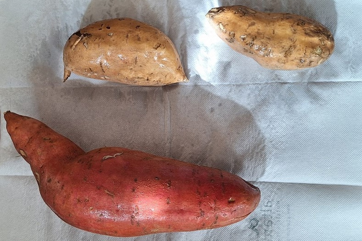 Valenciaanse telers zoeken antwoord op virusdruk en waterschaarste in zoete aardappel