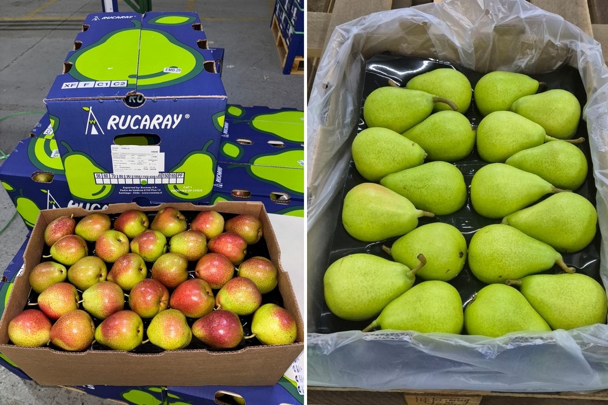 Vroege oogst zorgt voor kleinere maatvoering Chileense peren