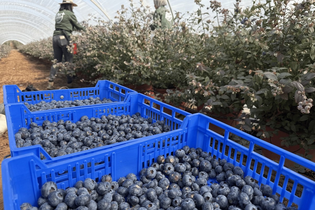 Spaanse blauwe bessenseizoen van start met uitdagend weer