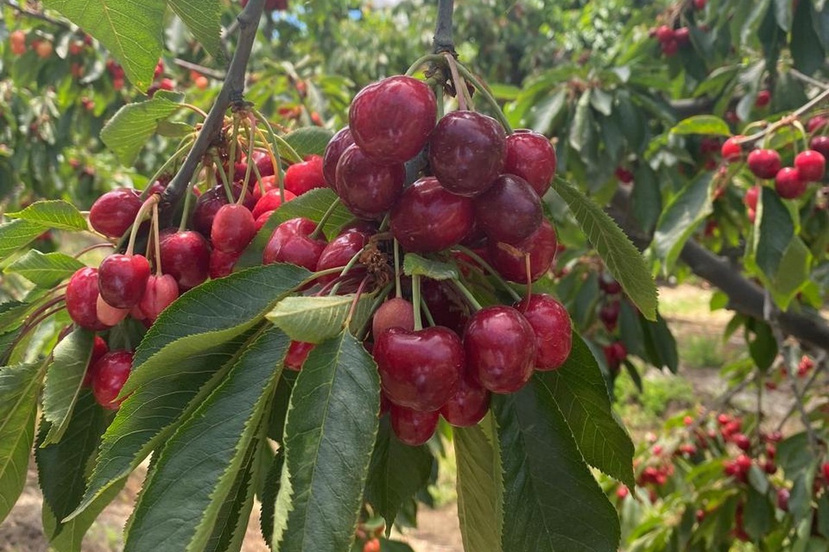 Chileense kersensector zoekt minder afhankelijkheid van China
