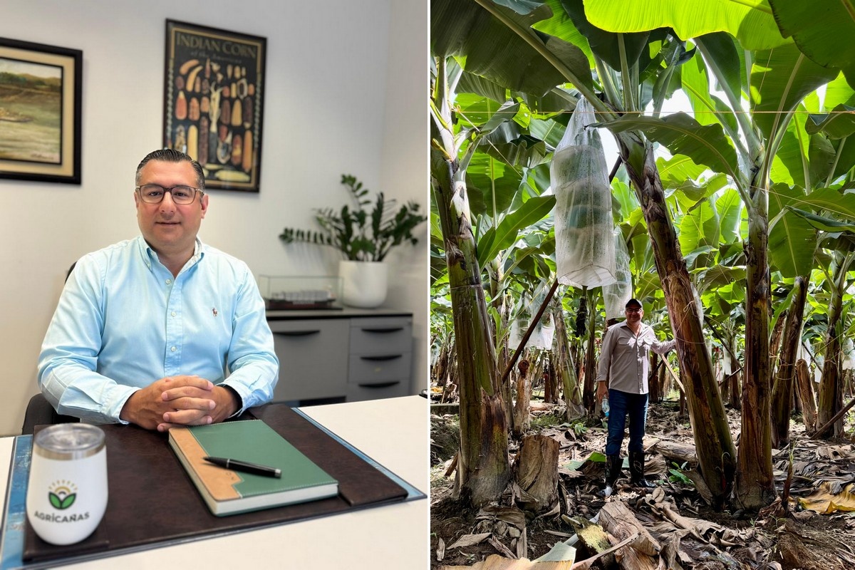 Почему биология почвы критична для банановых плантаций