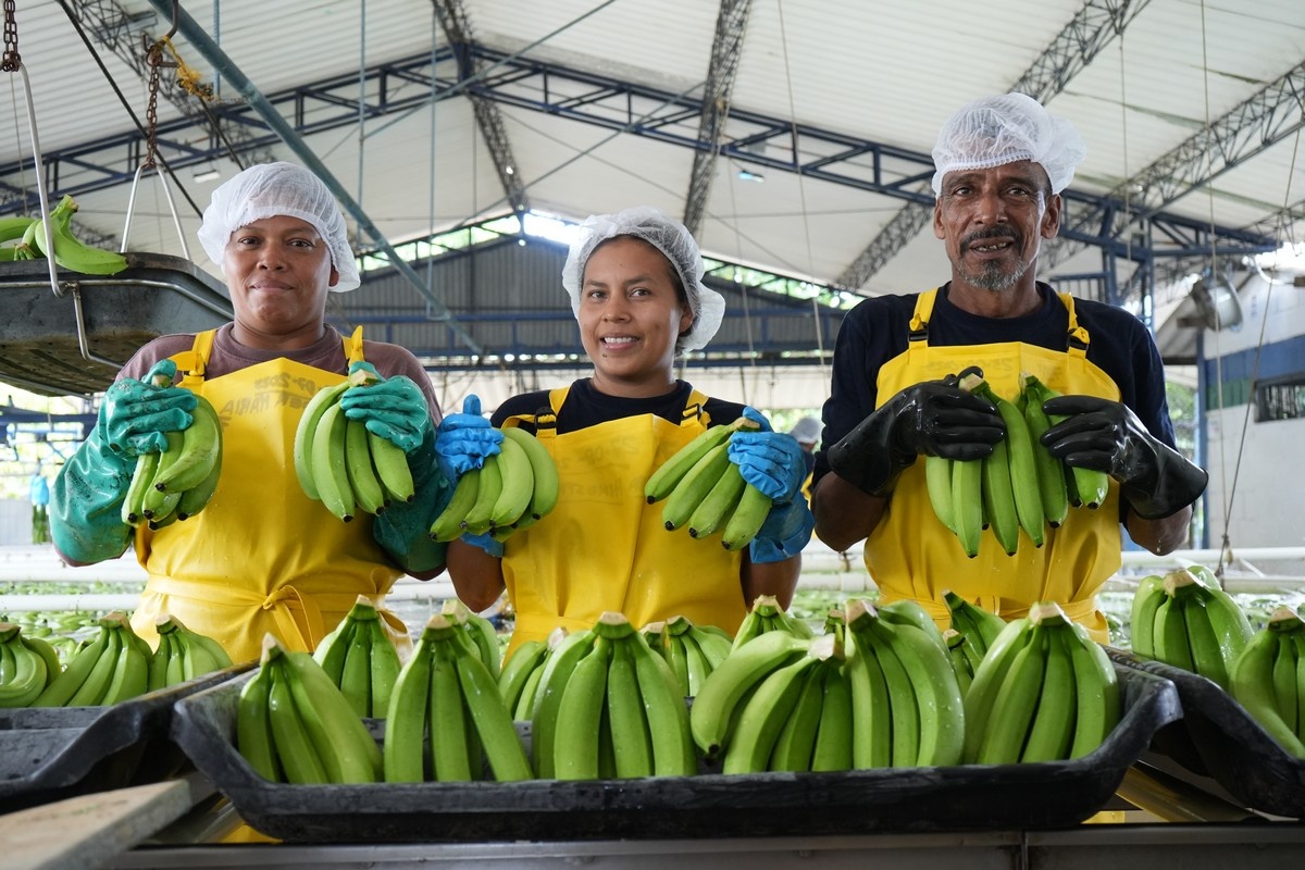 De banaan is in twintig jaar de enige vrucht waarvan de prijs niet steeg