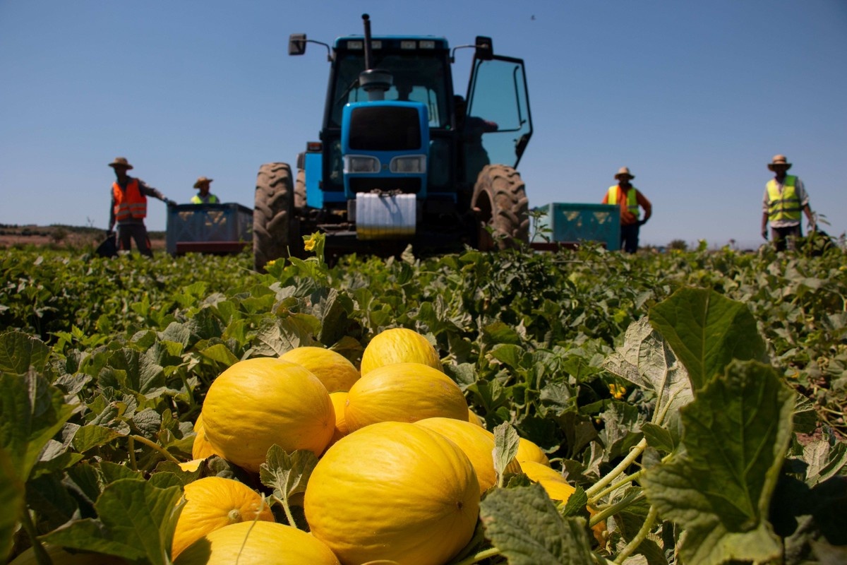 Marfruit treedt toe als lid van Anecoop en breidt uit met 2.000 hectare Mollar de Elche granaatappelen