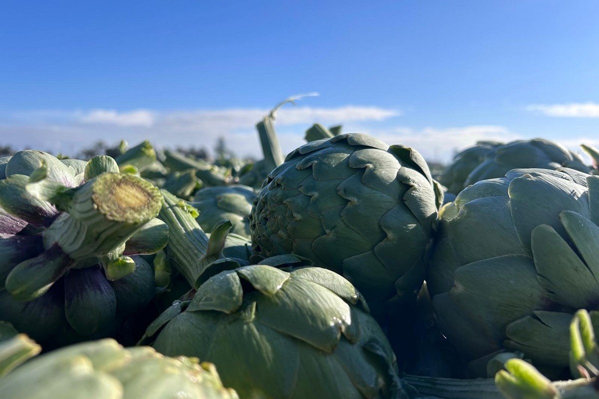Van schaarste naar overvloed: artisjokmarkt draait volledig om in maart
