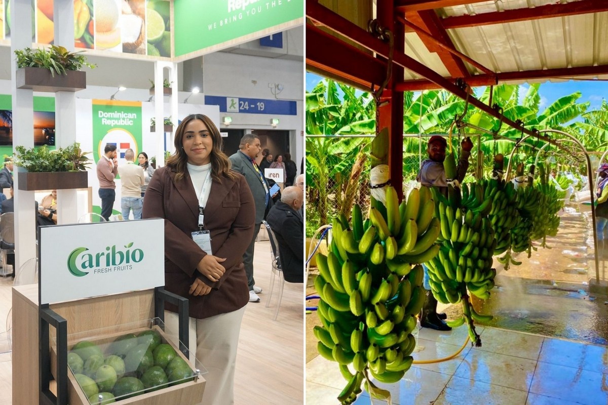 Dominicaanse bananensector herstelt zich gestaag