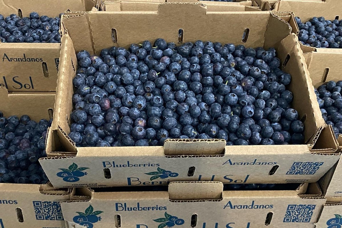 Глобальный спрос на чернику опережает предложение