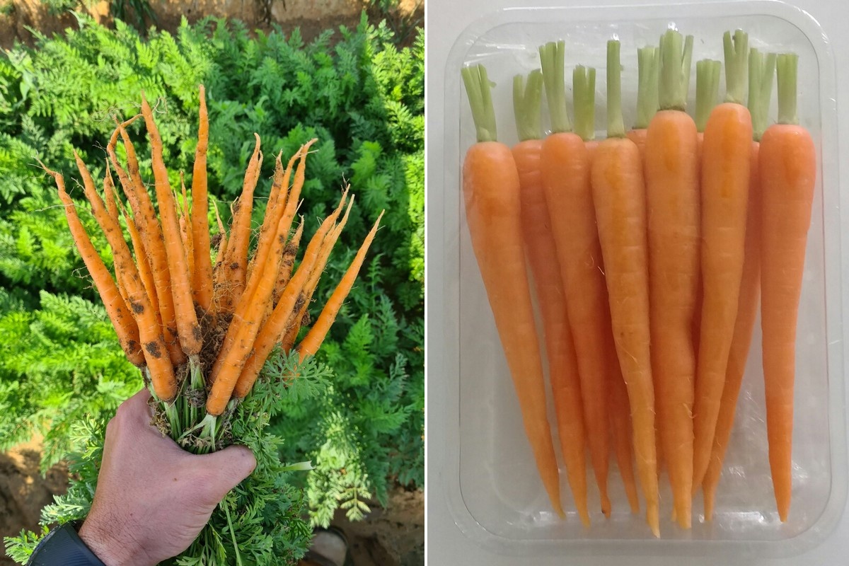 Круглогодичное выращивание мини-овощей как ключ к успеху