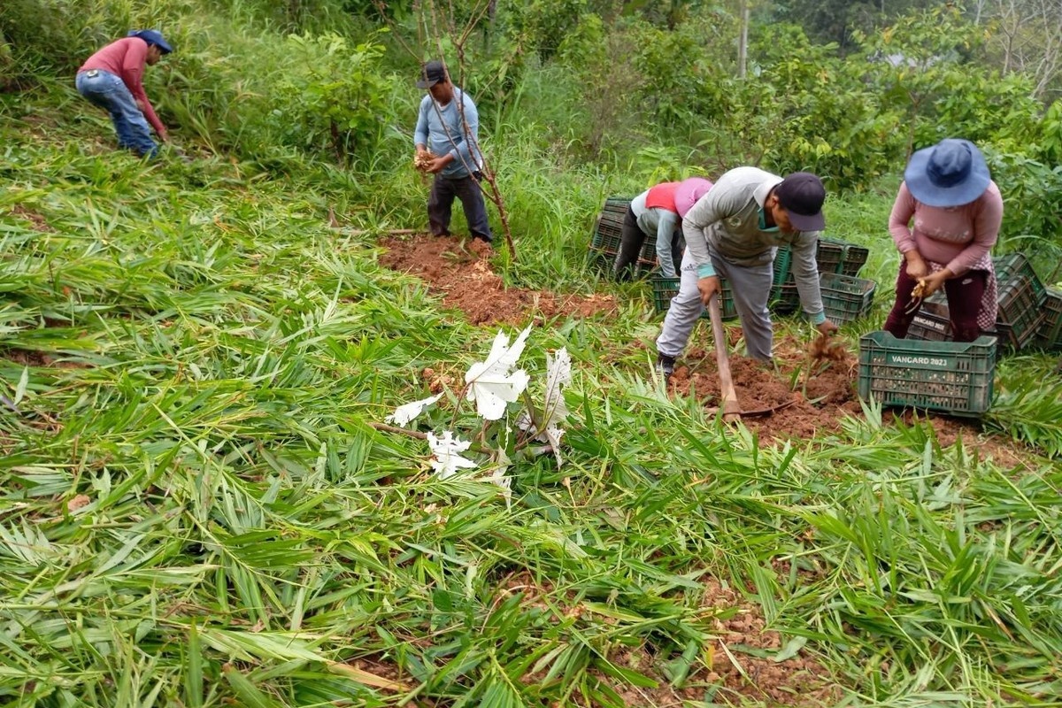 Перуанский имбирь: рост производства и снижение цен