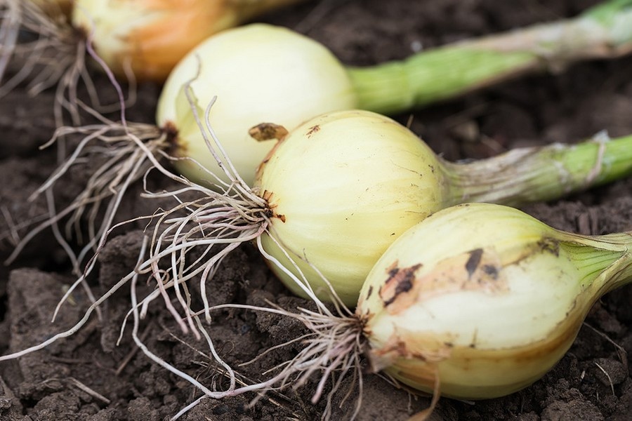 Eerste vroege uien over drie weken in Spanje, maar juni-gat dreigt