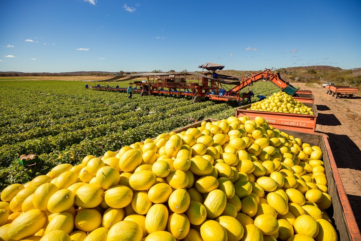Exportvenster Braziliaanse meloenen wordt kleiner door sterke Europese teelt