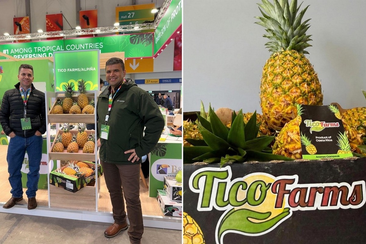 Eigen cyclisch overaanbod grootste concurrent voor Costa Ricaanse ananassector