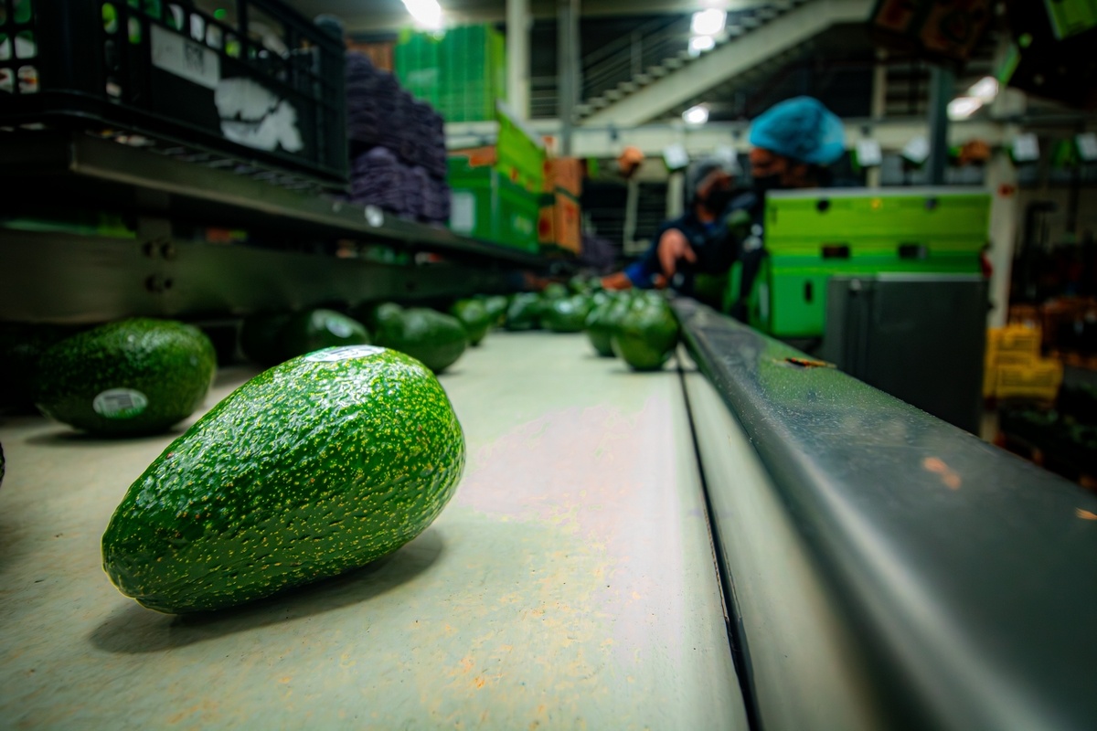 More volume and lower prices for Mexican avocados