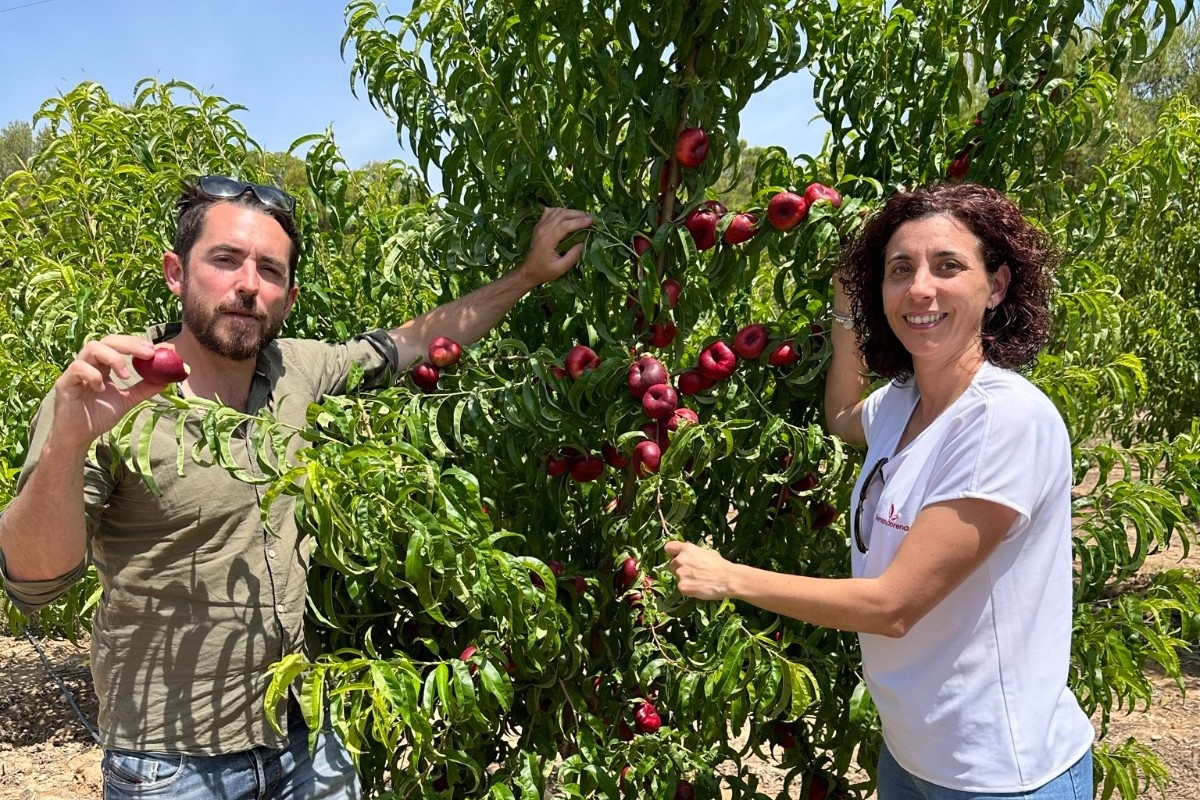 "The demand for stone fruit plants is met by increasingly fewer nurseries"