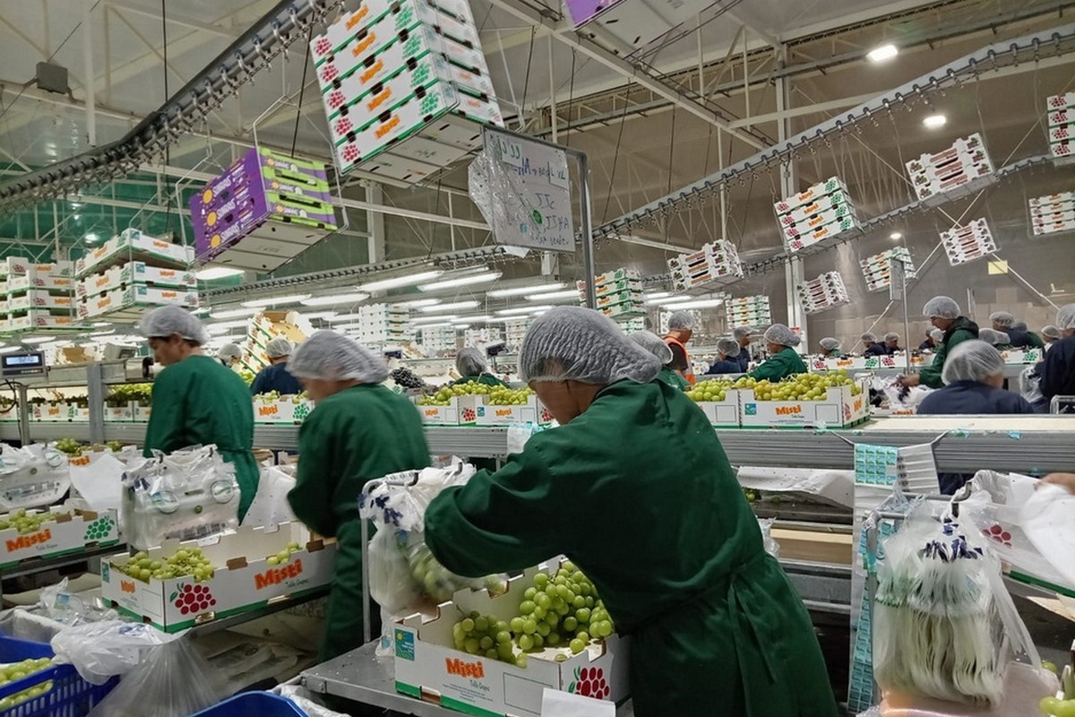 Druivenoogst in het zuiden versnelt terwijl avocadoteelt in het noorden vertraagt