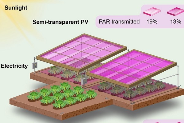 Betere lichtbenutting, tragere oogst met zonnepanelen boven broccoli