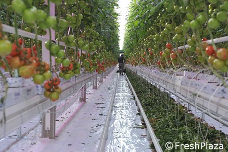 Serres technologiques : la récolte des tomates d'hiver a Serres technologiques : la récolte des tomates d'hiver a