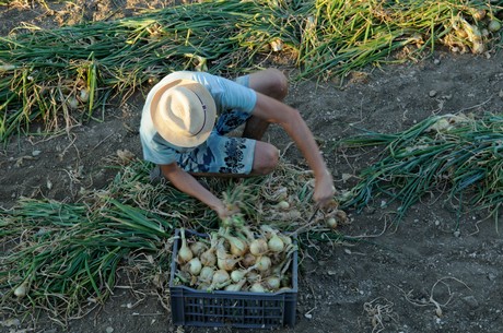 L’oignon doux des Cévennes désormais disponible