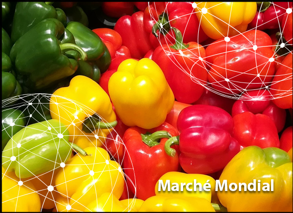 Marché mondial : le poivron