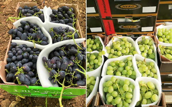 Victoria Raisin « De bonnes perspectives pour la saison du raisin italien