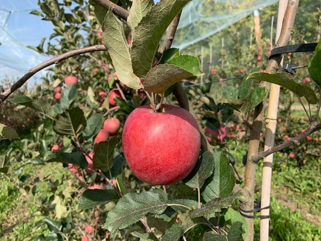 Al via in Francia la raccolta della mela Snow