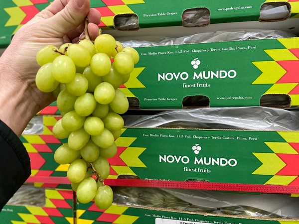 "The table grape industry is changing rapidly, in all production areas" - Vimarsana News