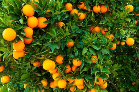 Morocco: Citrus exports could reach 630,000 tons in 2021/2022 - Vimarsana News