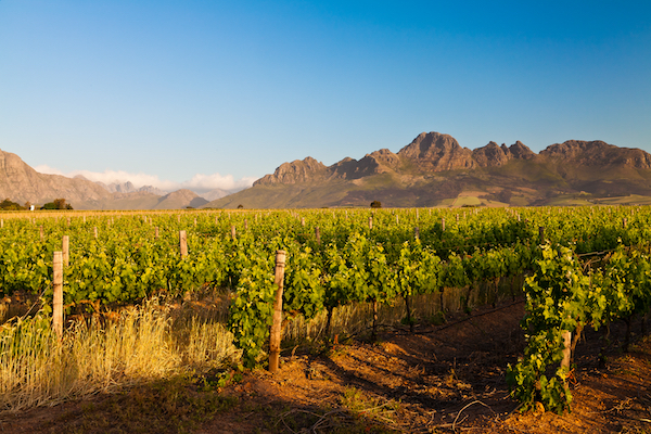 "The singularity of this grape season: a multi-speed market" - Vimarsana News