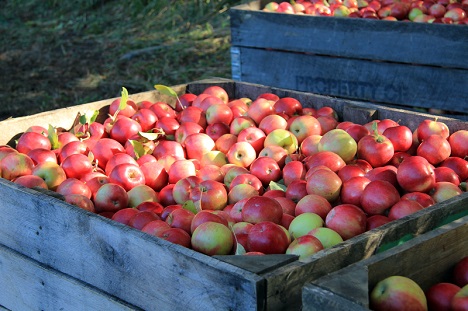 "The European market does not need apples from Moldova" - Vimarsana News