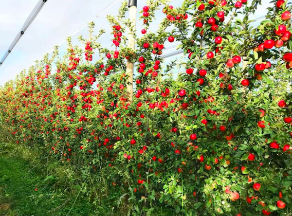 Apple exports: the major changes of the last three years - Vimarsana News