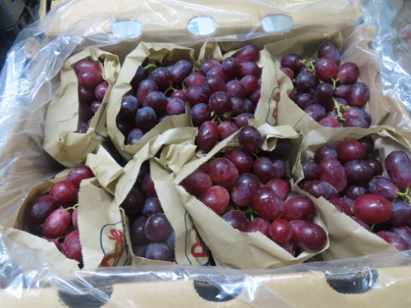 A two-speed season for South African grapes - Vimarsana News