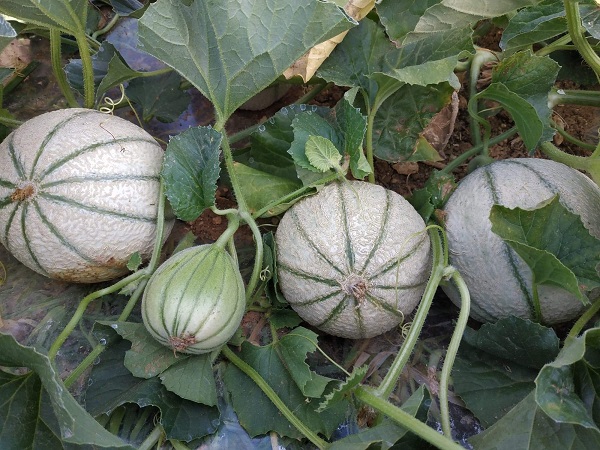The Haut-Poitou melon launches 2023 season and celebrates 25th anniversary of PGI - Vimarsana News