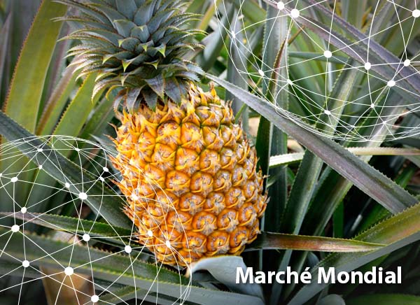 Marché mondial : l'ananas