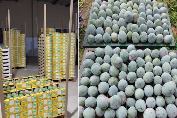 Защита манго Сенегала от плодовых мух и риск эмбарго